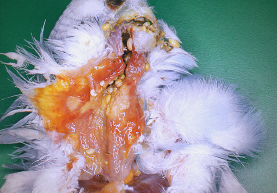 什么是毛滴虫病