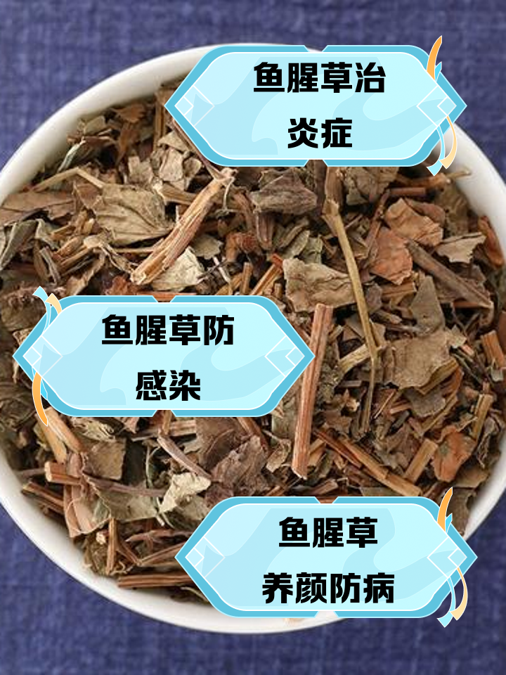 怀孕期间可以吃鱼腥草吗?
