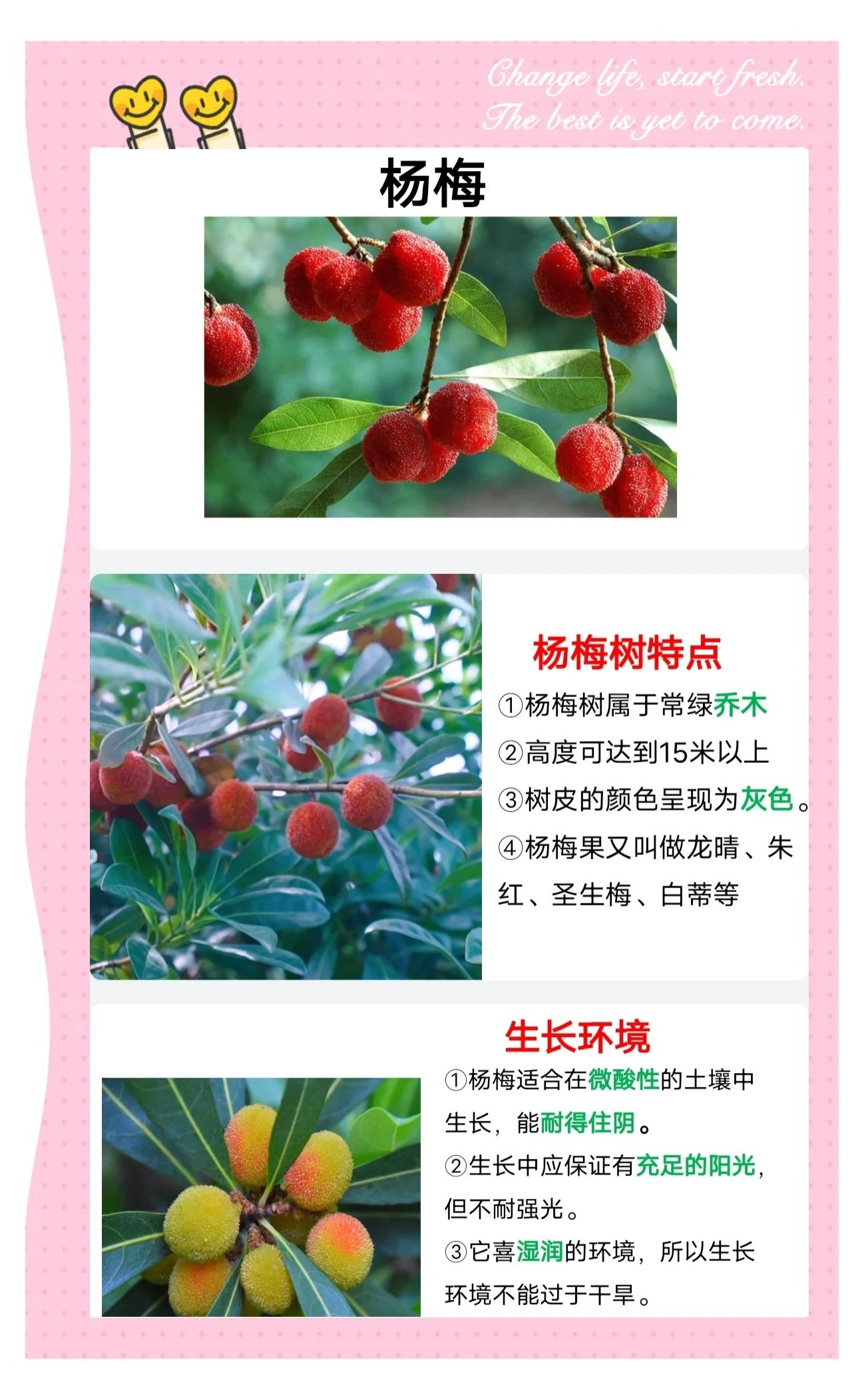 孕妇可以吃杨梅吗?