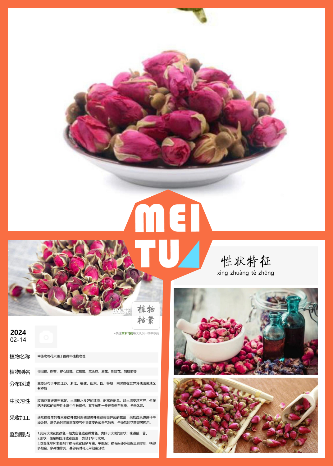 玫瑰花的功效与作用