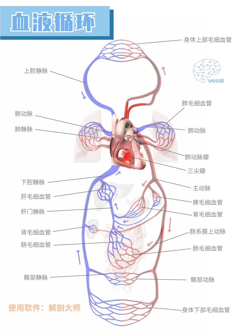 循环系统包括哪些器官