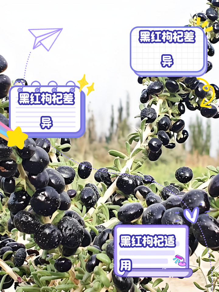 2026年1月11日 第33页