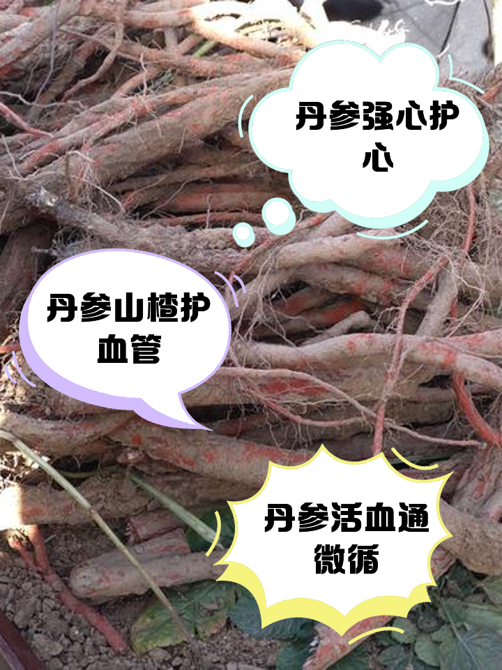 丹参片的副作用