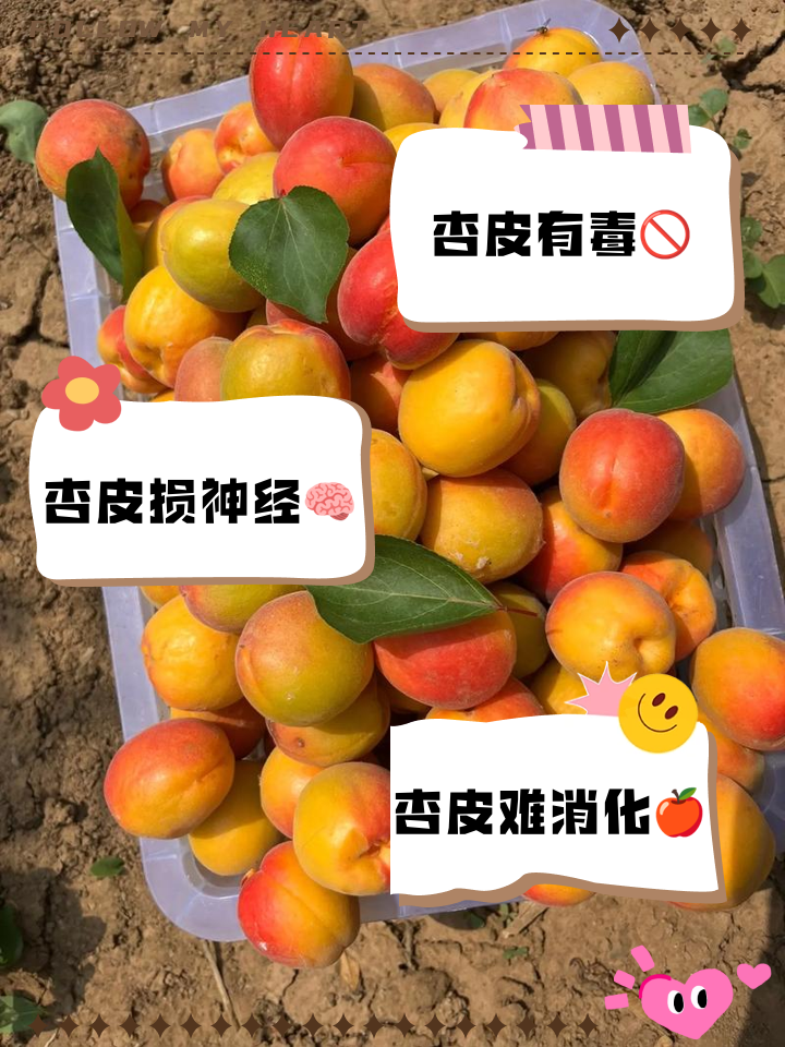 孕妇能吃杏子吗