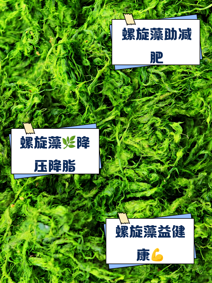 海藻的功效与作用